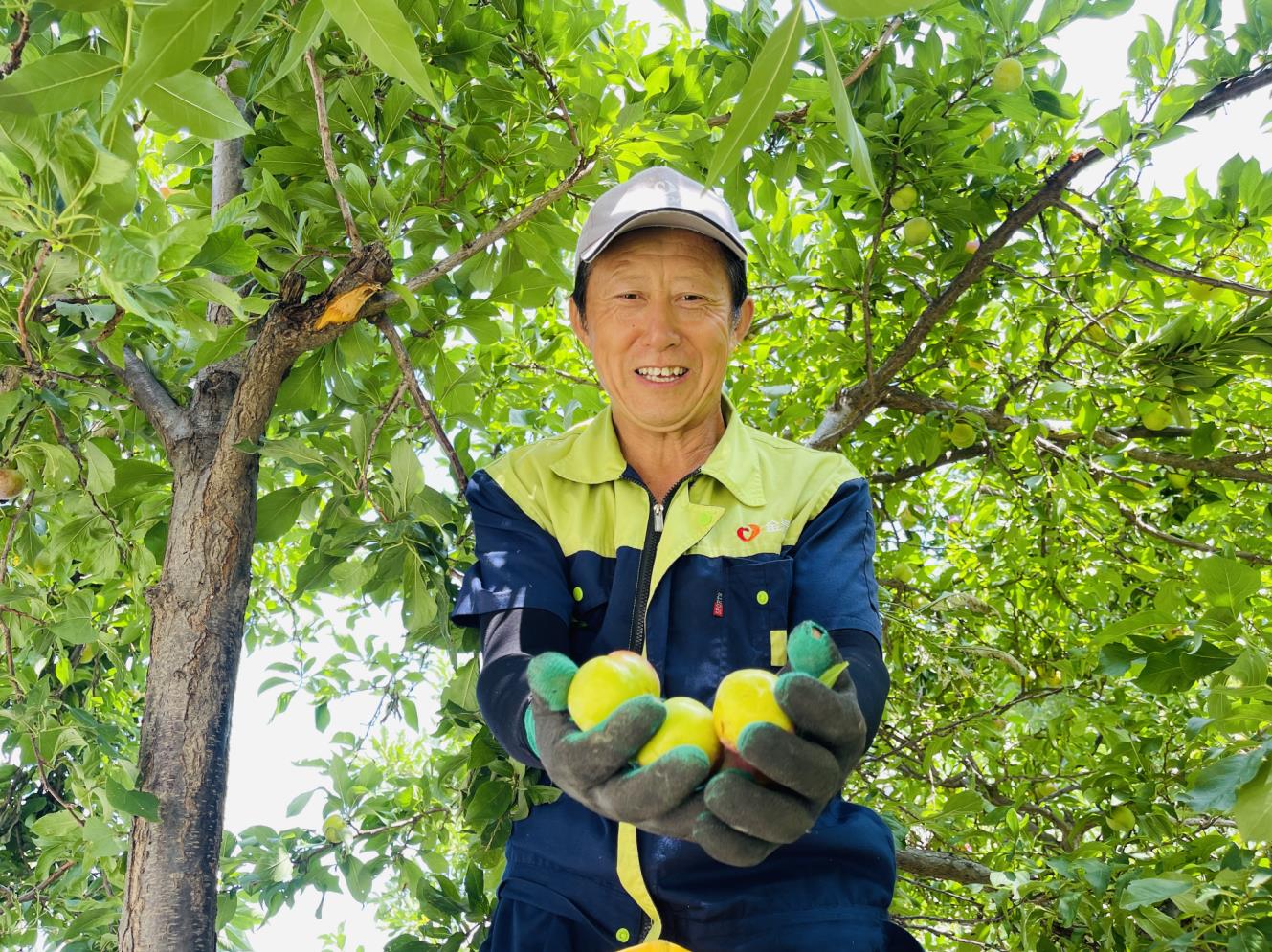 金泰快乐一夏 ，共享果实，共享夏日甜蜜！