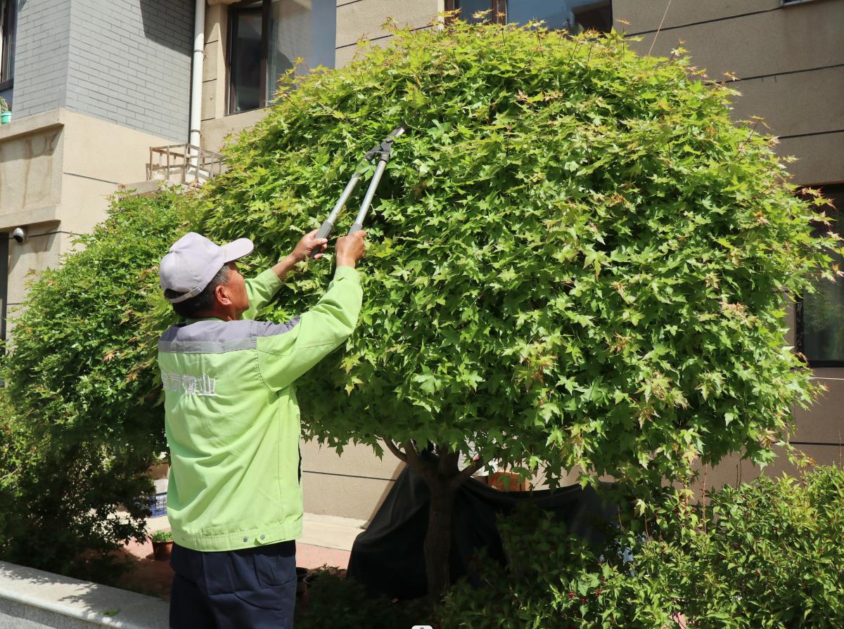 见树如见人，精细显品质(图2)